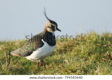 A stunning Lapwing (Vanellus vanellus) searching for food in a grassy field.