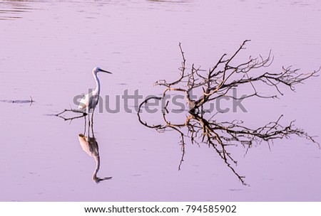 Heron on the pond of Hithadhu, Addu City, Madives
