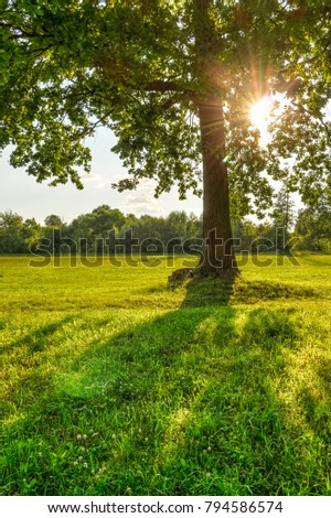 Sunset in the branches of an oak tree. Summer Landscape