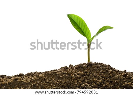 Green sprout growing out from soil isolated on white background Royalty-Free Stock Photo #794592031