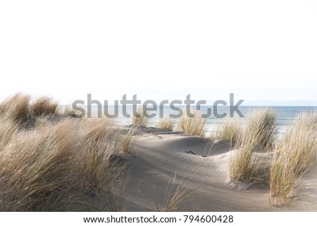 Sea grass sways in the Cannon Beach ocean breeze.  Royalty-Free Stock Photo #794600428