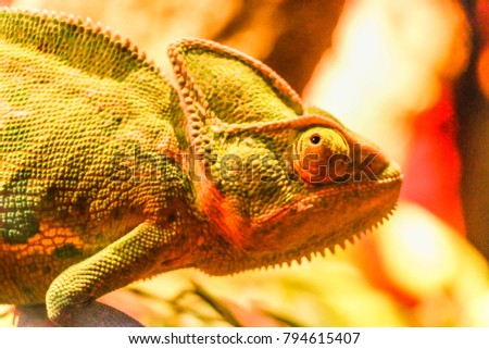 African Reptile Chameleon Furcifer pardalis Ambolobe, Madagascar endemic Panther chameleon in angry state, pure Ambilobe
