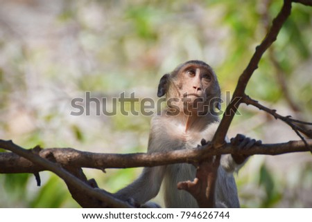 Monkeys in Thailand,Khao Hin Snake,Ratchaburi