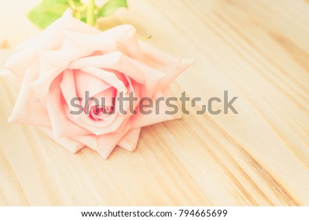 One pink blooming rose on wood with copy space, retro toned