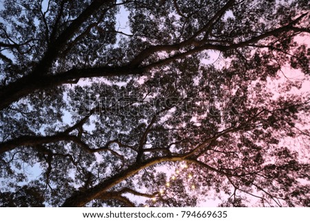 Silhouette of tree branch with sunlight