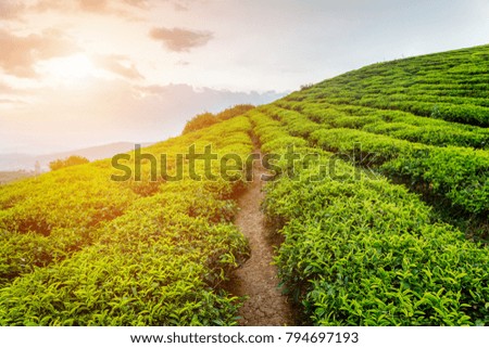 Amazing view of tea plantation at sunset. Beautiful rows of young bright green tea bushes on colorful evening sky background.