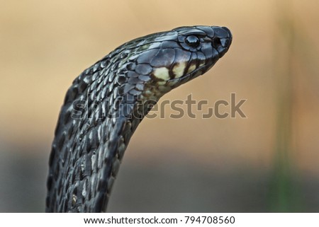 Snouted Cobra Naja annulifera