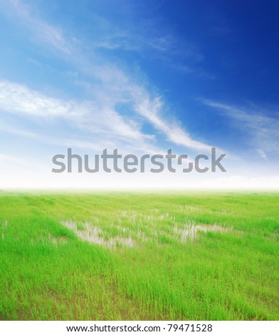Rice field Trough green rice field blue sky green grass background