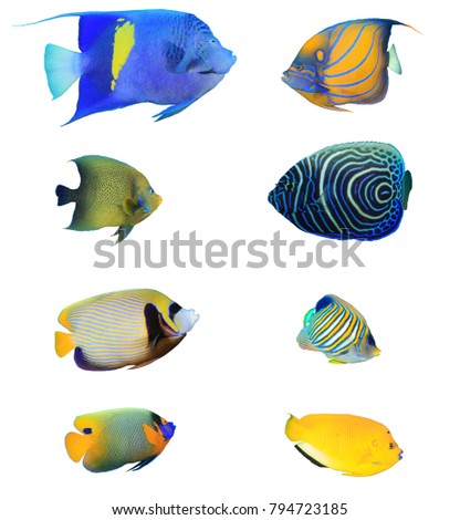 Angelfish of Indian and Pacific Oceans. Tropical fish collection. Arabian, Ringed, Koran, Emperor, Regal, Blue-cheeked and Three-spot Angelfish. Reef fish isolated on white background