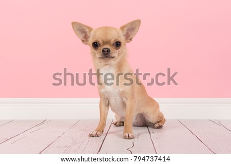 Cute light brown chihuahua dog sitting in a pink living room setting