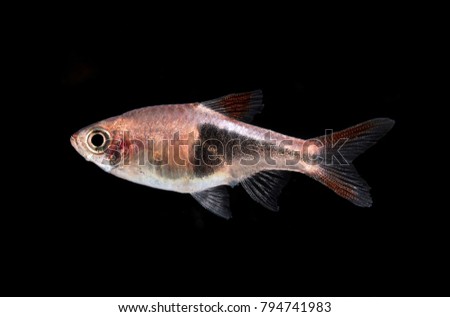 Aquarium fish, Barbus
