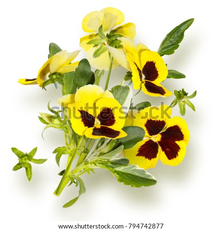 Isolated bouquet of yellow pansy flowers
