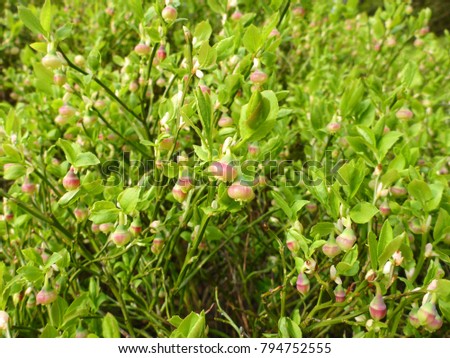 blueberry blooms in spring