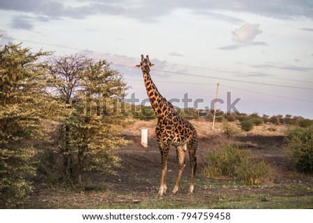 Male giraffe eating acacia next to the road near Serengeti National Park in Tanzania. African safari, wild animals, Tanzania