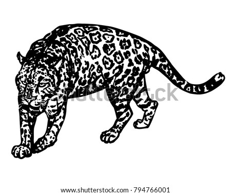 Jaguar yawning ink vector illustration. Big cat from South America
