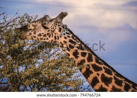 Male giraffe eating acacia leaves at Serengeti National Park in Tanzania. African safari, wild animals, Tanzania. Giraffe neck and head.