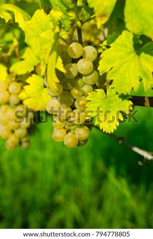 ripe white grapes 
