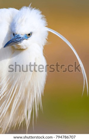 Heron portrait. Colorful nature background. Bird: Little Egret. Egretta garzetta.