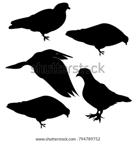 Isolated vector illustration. Collection of birds. A bird in flight. Seated bird. Dove.