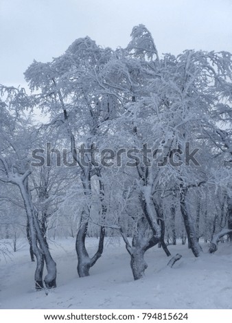 Winter landscape. Trees covered with snow. Ukraine, Carpathians, Pilipets