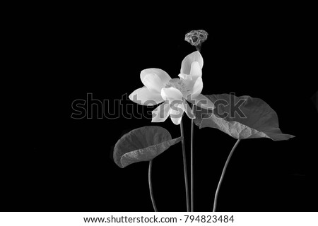 White Royal Lotus and pods with green leaf on black background / Still life selective focus, adjustment color black and white and Space for message



