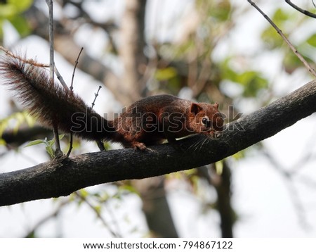 Close up of red brown squirrel climbing on a tree branch and looking at the camera.