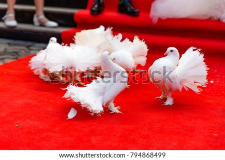 Pigeons on a red carpet at a wedding