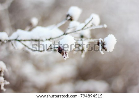 Frozen twig in winter
