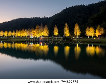 The night view of the bald cypress trees with stunning reflection in Yilan, Taiwan.