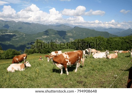 cows in the green valley