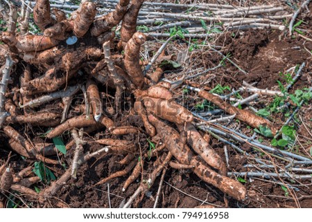 Cassava in farm