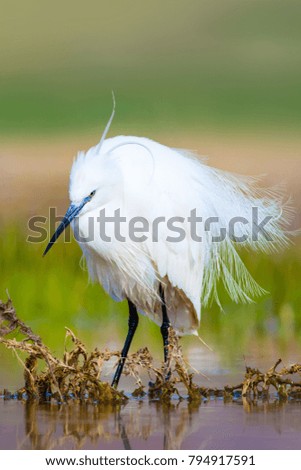 White heron. Nature background.