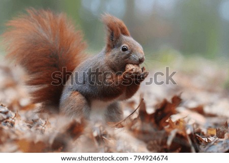 Cute red orange squirrel eats a nut in autumn scene