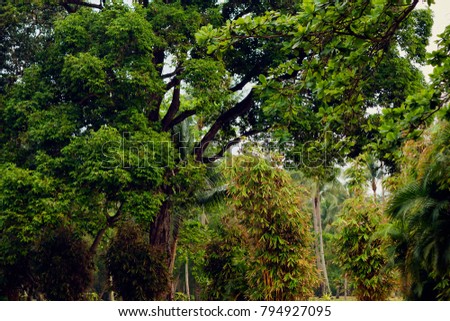 Lush tropical forest with assorted plants.  Wild nature of Indonesia. Island Bintan.