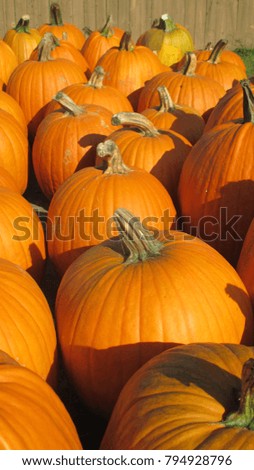 Close up of vibrant orange pumpkins displayed at a farmers market in the afternoon sun in the fall
