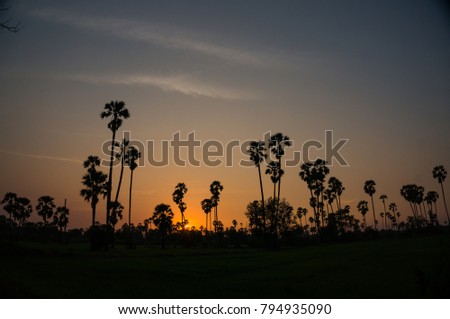 sunset almost night at palm forest