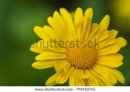Marigold, calendula or yellow daisy, Calendula suffruticosa on blurred green background