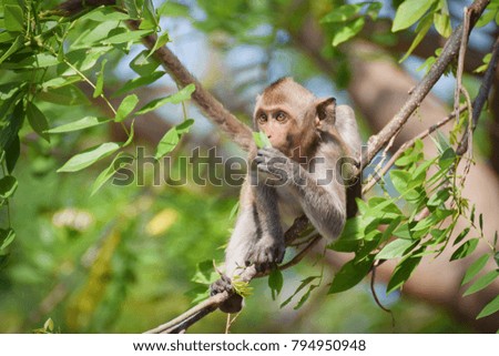 Monkey climbing tree in Thailand.