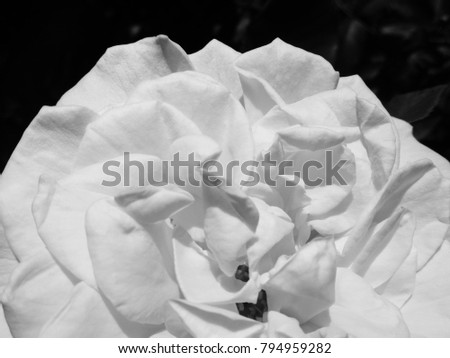 A black and white abstract photograph of a Rose with a heart shape 