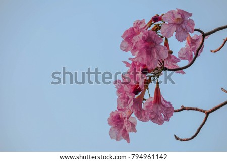 Pink trumpet tree,closeup to see Beautiful color,picture for background.