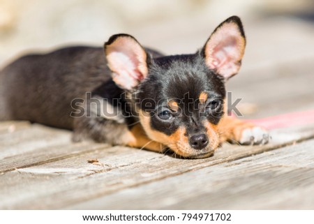 Female black and tan Chihuahua puppy dog outdoors enjoying warm weather