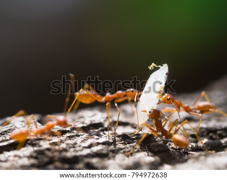 An ant moving food. Teamwork