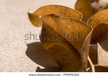 The beautiful light and shadow of dry leaves on the ground.