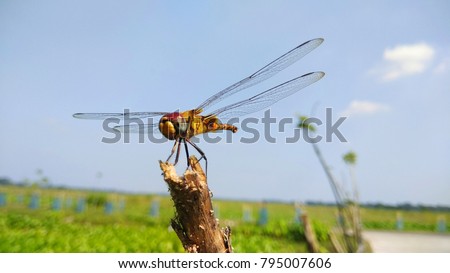 The picture of a vary beautiful dragonfly(grasshopper).The colors on dragonfly were very beautiful.The environment was very modest.
