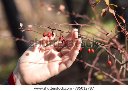 Hand stretching to the fruits of barberry. With love to nature