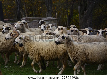 Group of sheeps on a sping meadow,flock of sheep