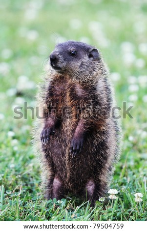 A young groundhog pup, also known as a Woodchuck, stands on his hind feet in a field of clover while he looks for danger.