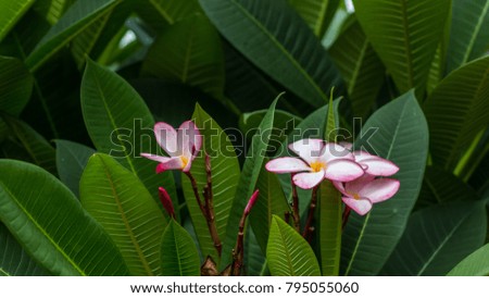 Plumeria flowers with leaves use for wallpaper or background