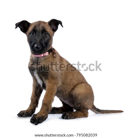 Belgian shepherd dog / puppy sitting side ways looking at camera isolated on white background