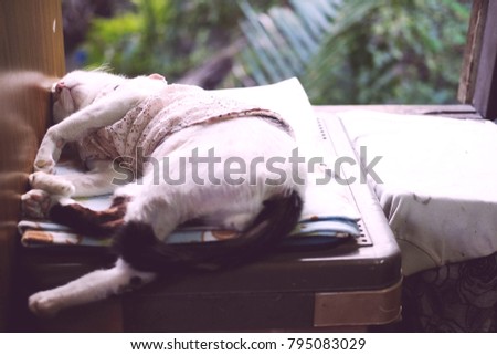 Thai White cat sleeping on the table near the window.Relax cat in natural.